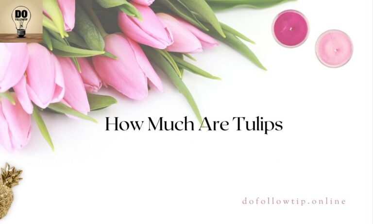 How-Much-Are-Tulips