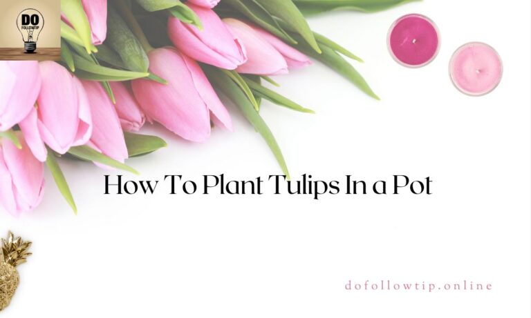 How-To-Plant-Tulips-In-a-Pot