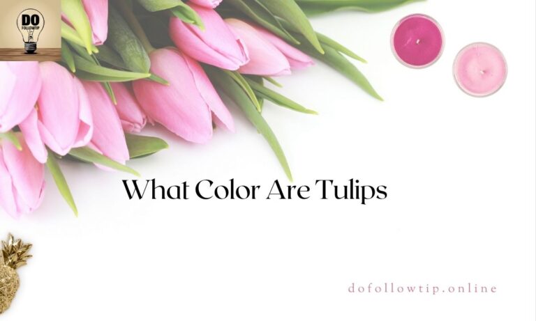 What-Color-Are-Tulips