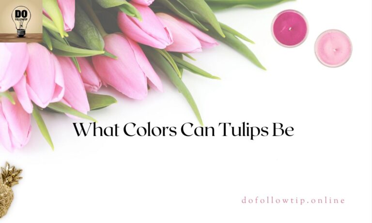 What-Colors-Can-Tulips-Be