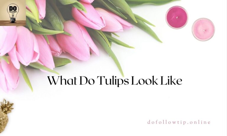 What-Do-Tulips-Look-Like