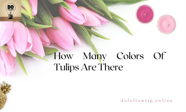 How-Many-Colors-Of-Tulips-Are-There