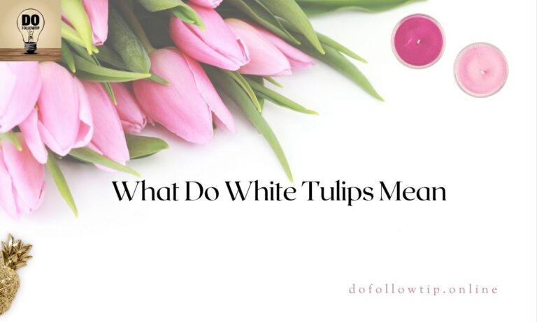 What-Do-White-Tulips-Mean