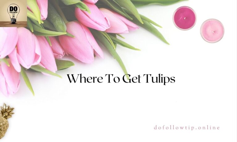 Where-To-Get-Tulips